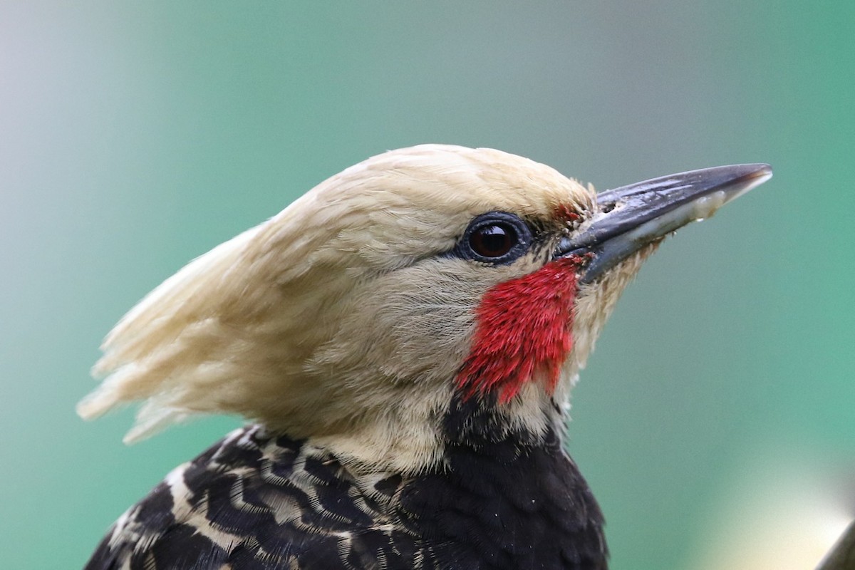Blond-crested Woodpecker - Mark Sutton