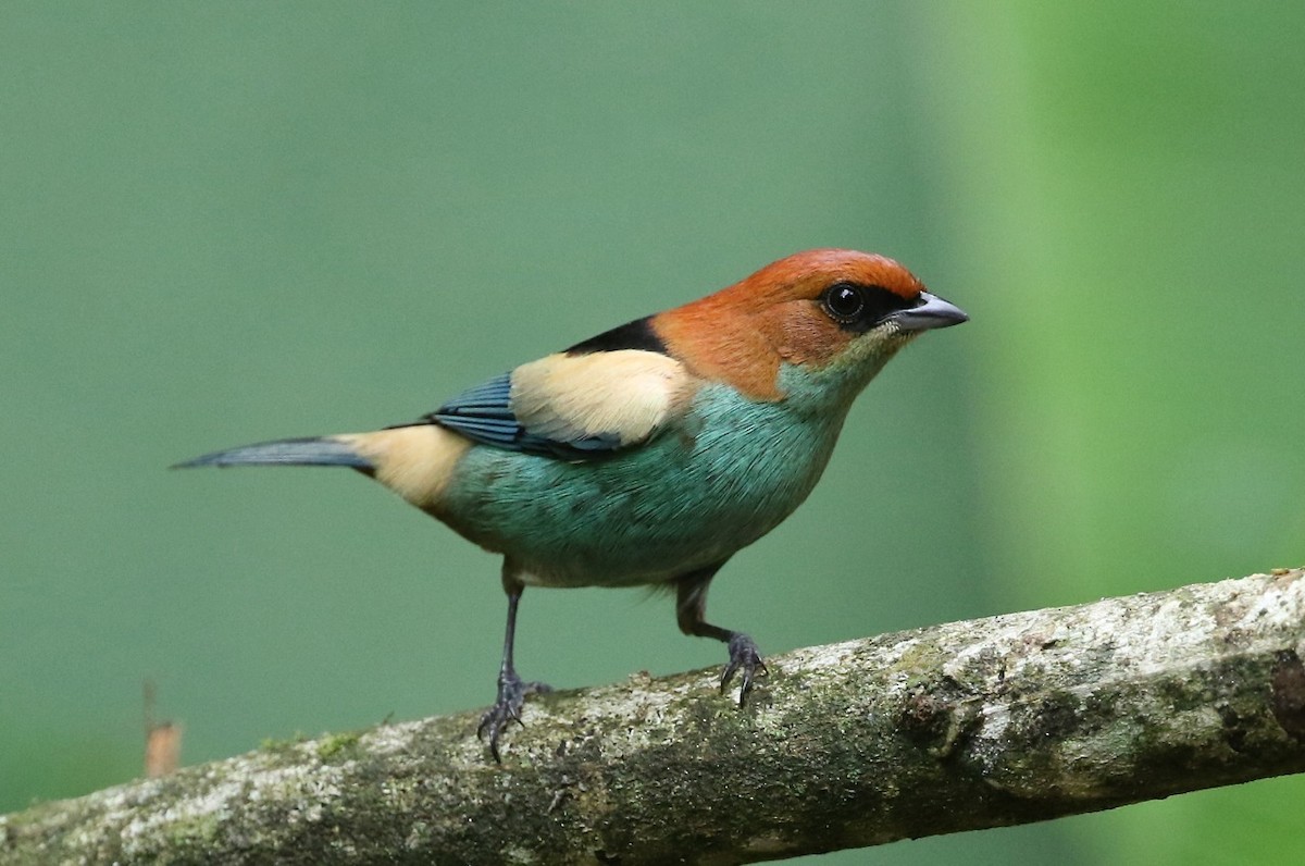 Black-backed Tanager - Mark Sutton