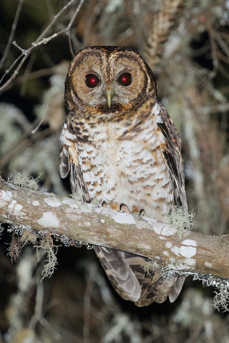 Rusty-barred Owl - Mark Sutton