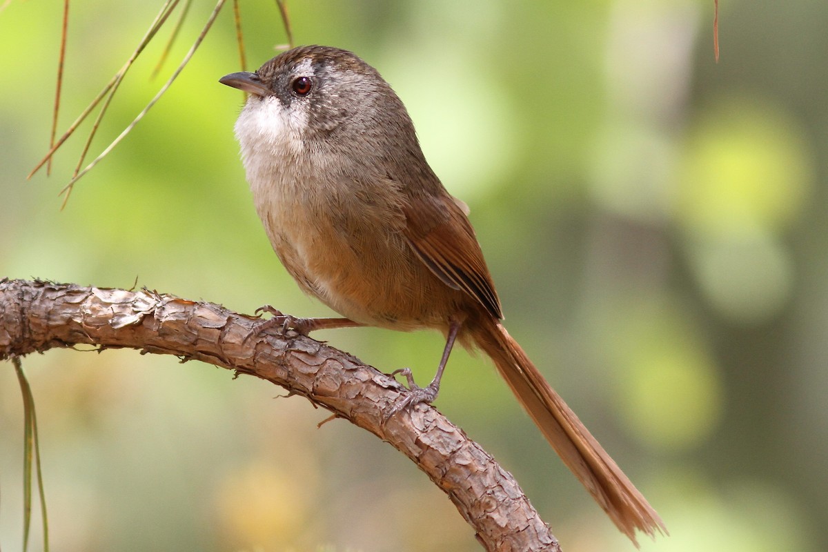 Rufous-tailed Babbler - Mark Sutton