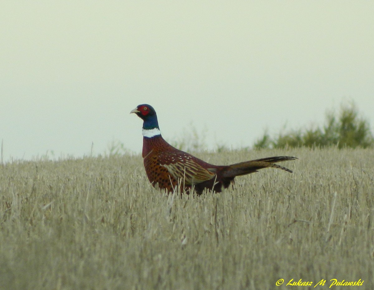 Ring-necked Pheasant - Lukasz Pulawski