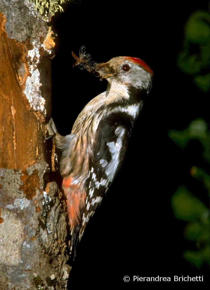 Middle Spotted Woodpecker - Pierandrea Brichetti