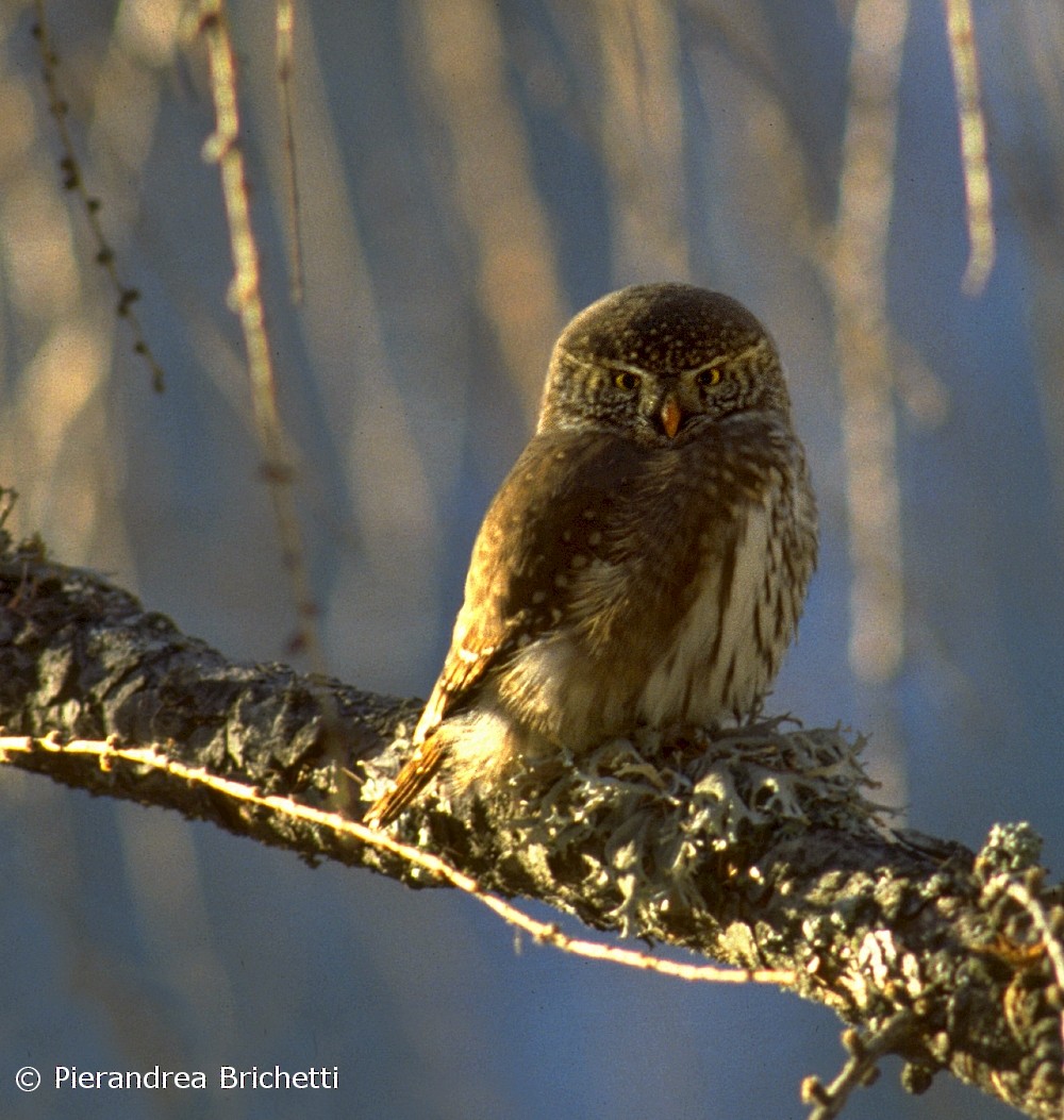 Eurasian Pygmy-Owl - Pierandrea Brichetti