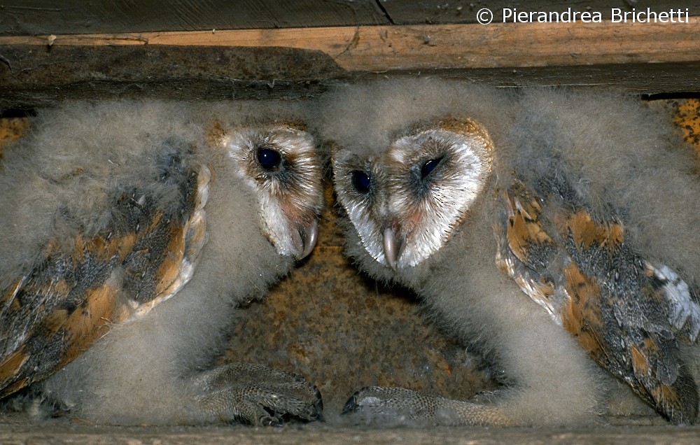 Barn Owl (Eurasian) - Pierandrea Brichetti