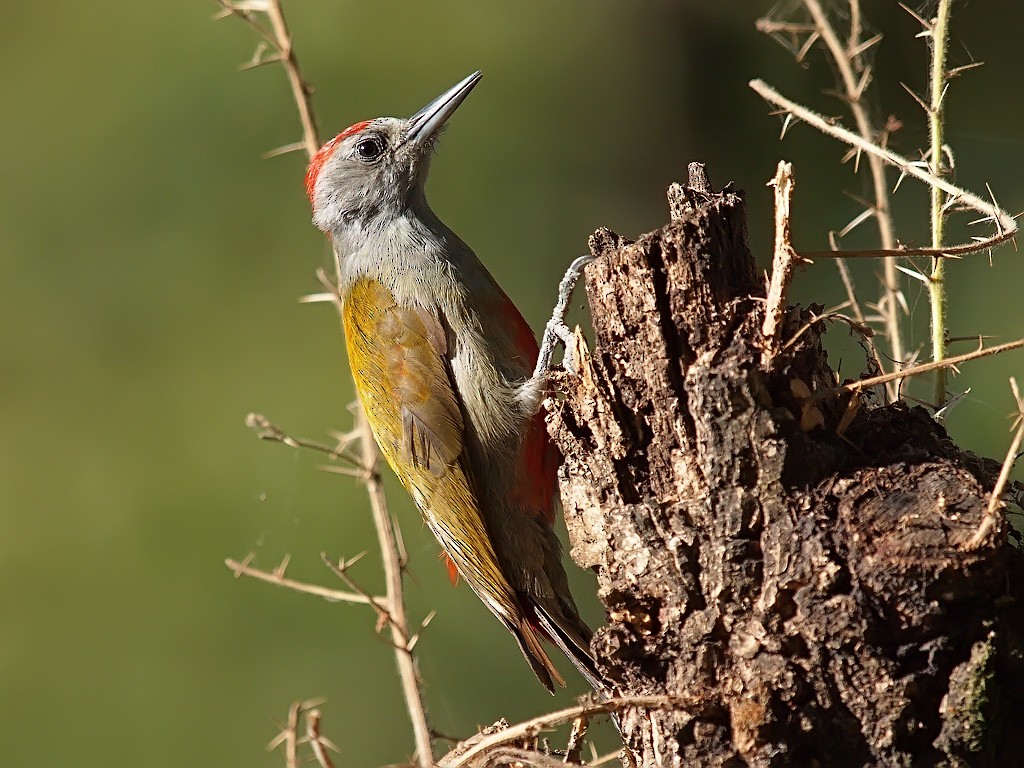 Mountain Gray Woodpecker - ML204547251