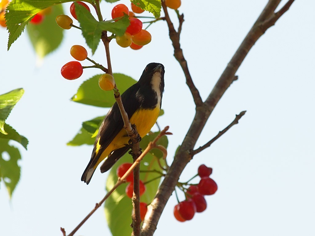 Yellow-bellied Flowerpecker - Oleg Chernyshov