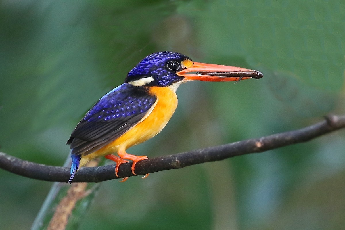 Moluccan Dwarf-Kingfisher (Seram) - ML204547751