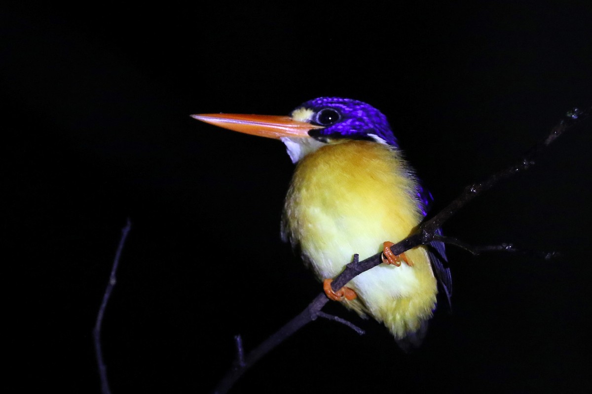Moluccan Dwarf-Kingfisher (North Moluccan) - ML204547761