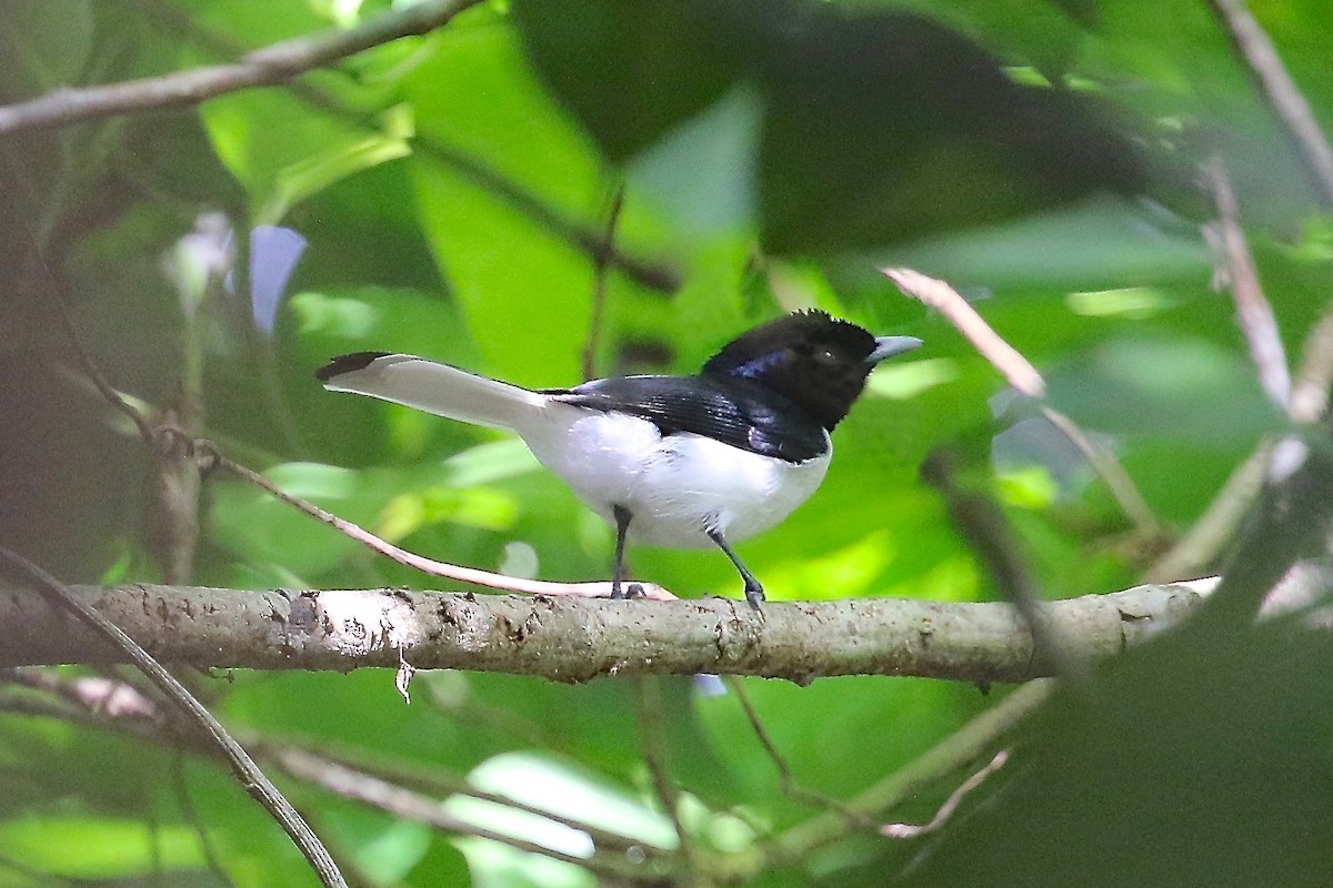 White-tailed Monarch - ML204547801