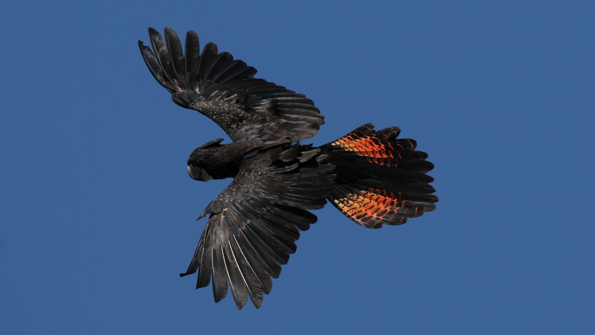 Red-tailed Black-Cockatoo - ML204547861