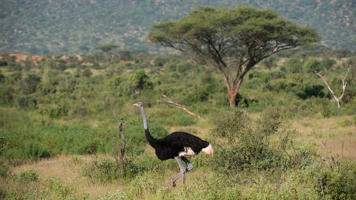 Сомалийский страус - ML204547951