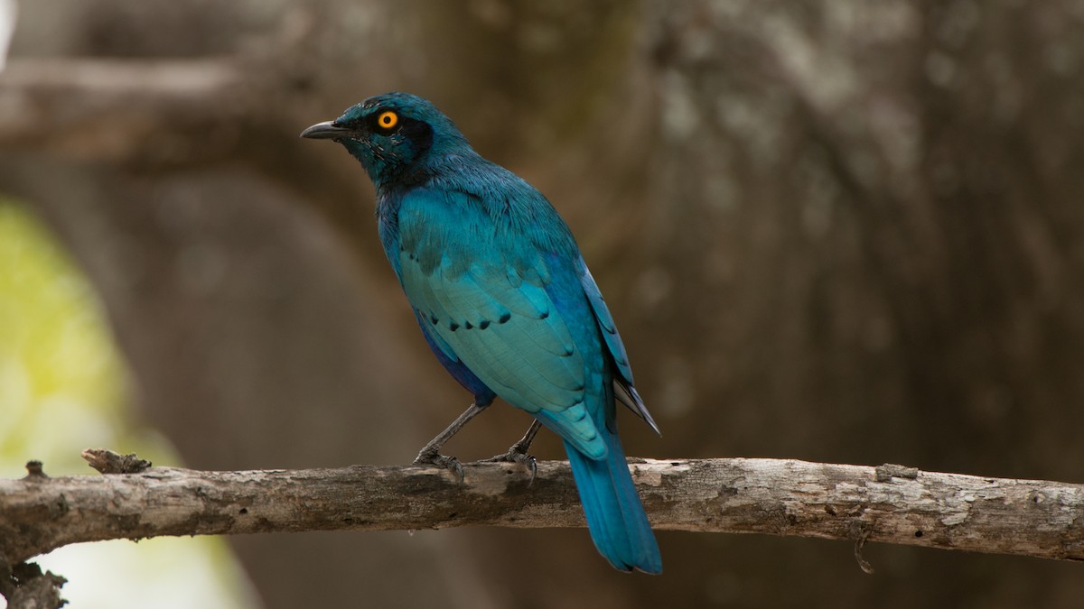 Greater Blue-eared Starling - ML204548021