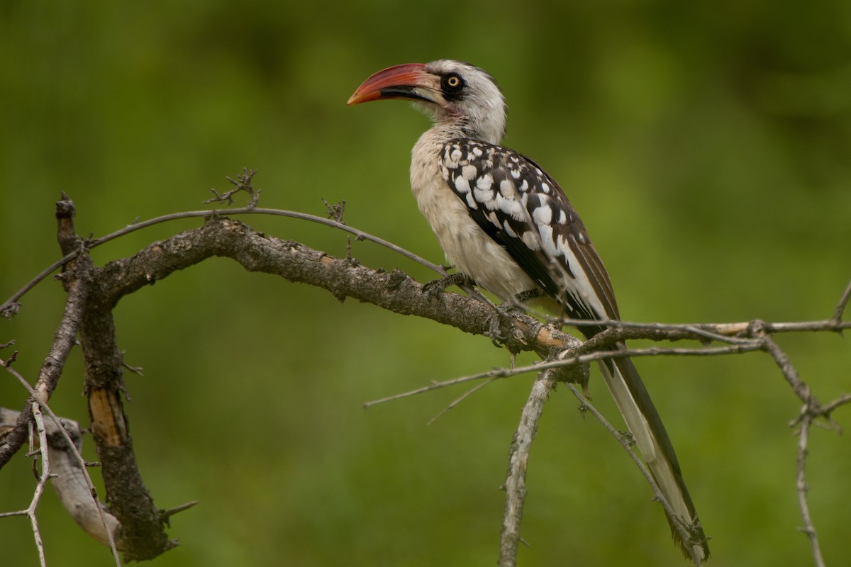 Tanzanian Red-billed Hornbill - ML204548071