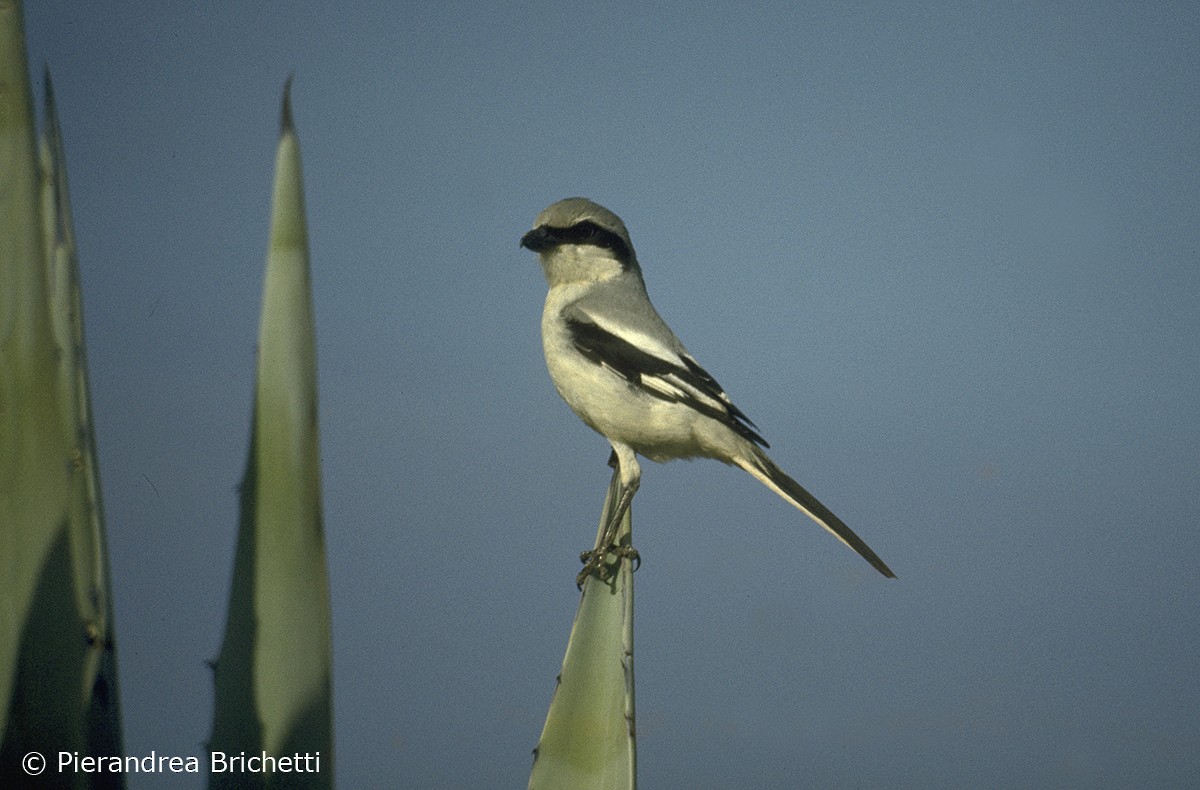 Great Gray Shrike (Sahara) - Pierandrea Brichetti