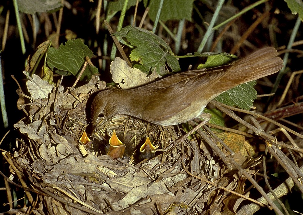 Common Nightingale (megarhynchos/africana) - Pierandrea Brichetti
