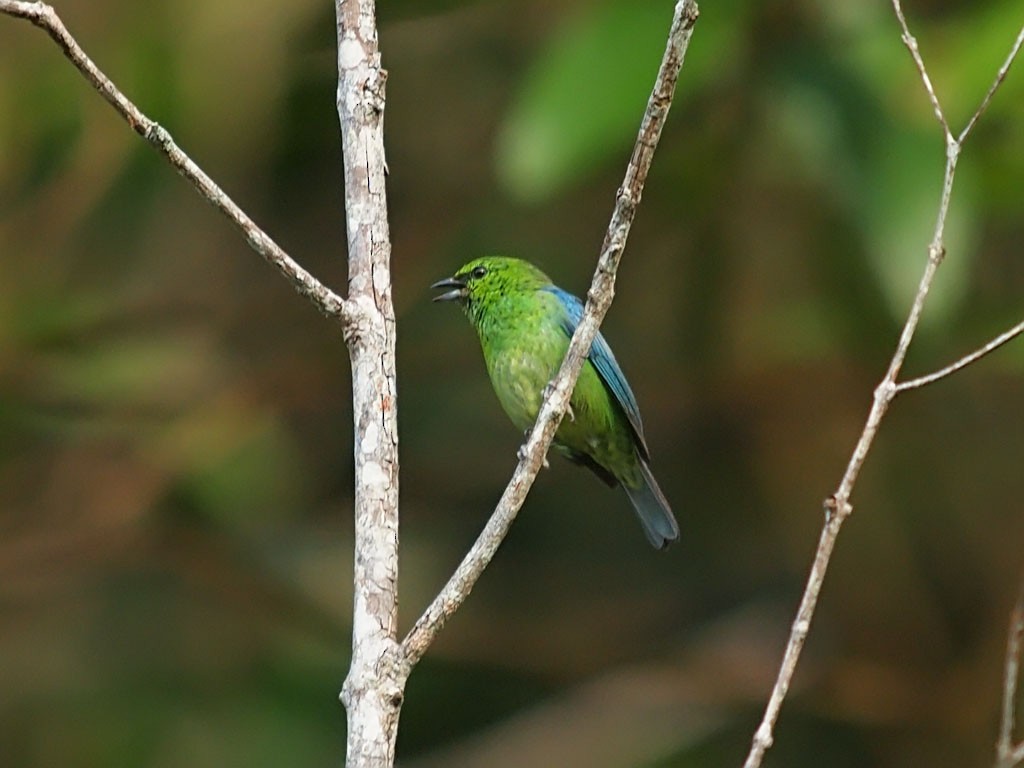 Dotted Tanager - ML204549121