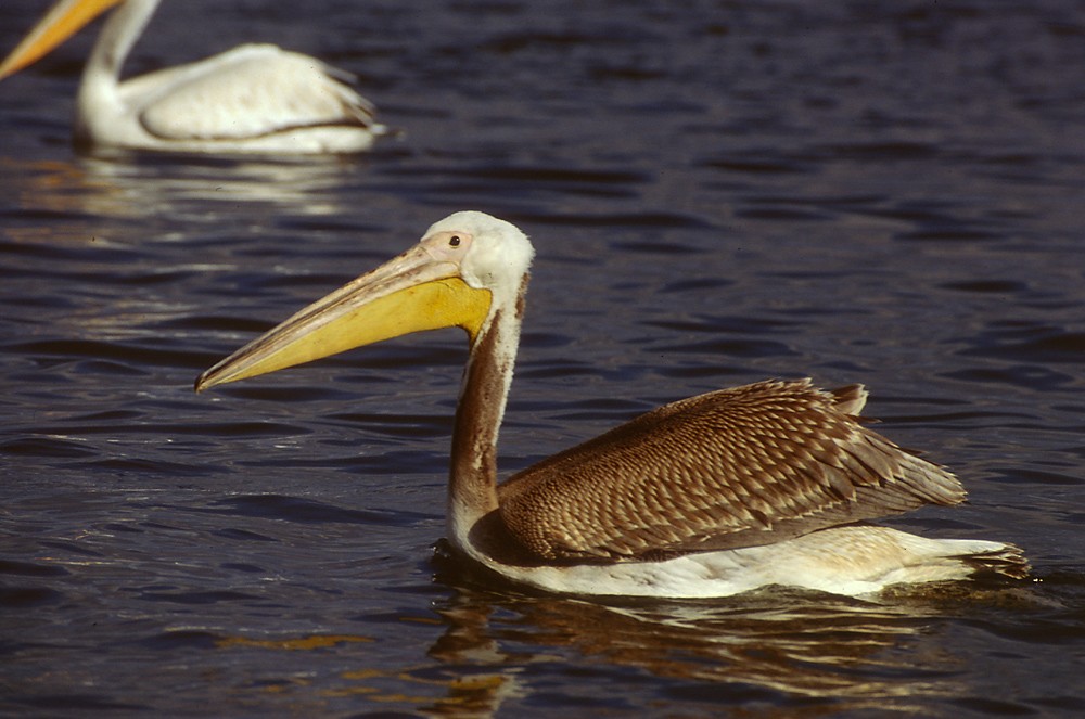 Great White Pelican - Theodosis Mamais
