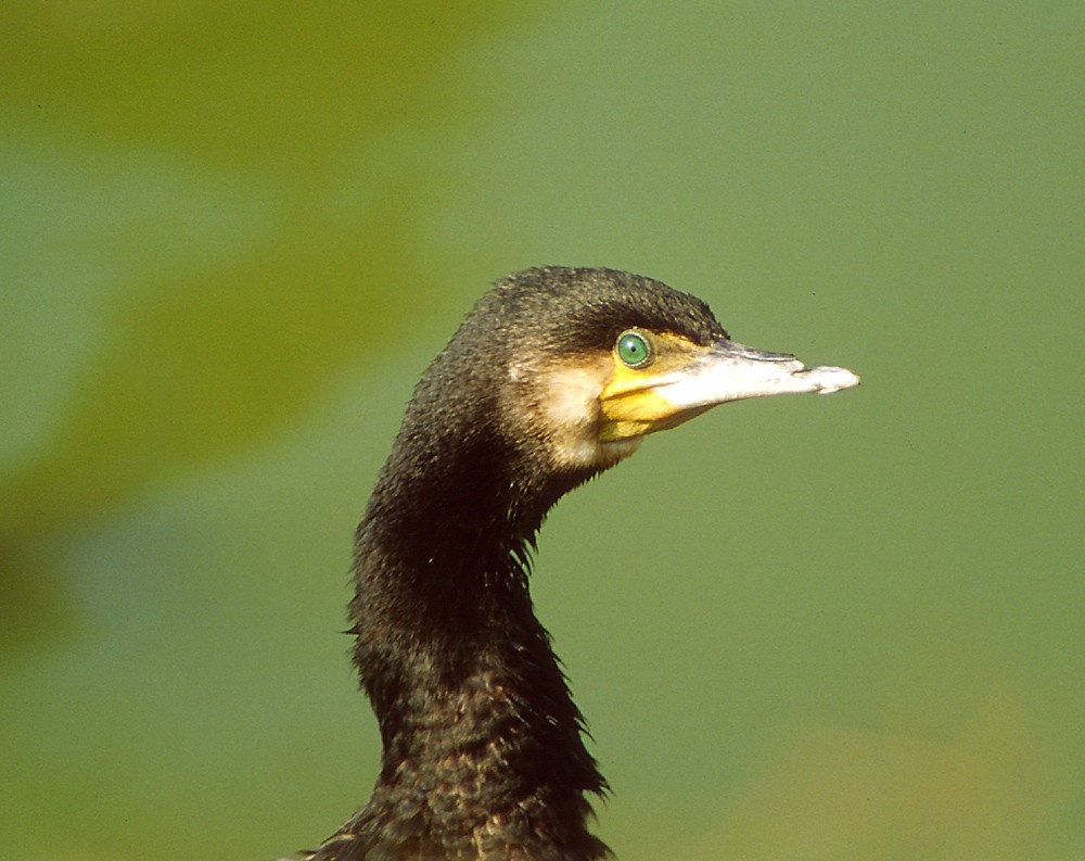 Great Cormorant (Eurasian) - Theodosis Mamais
