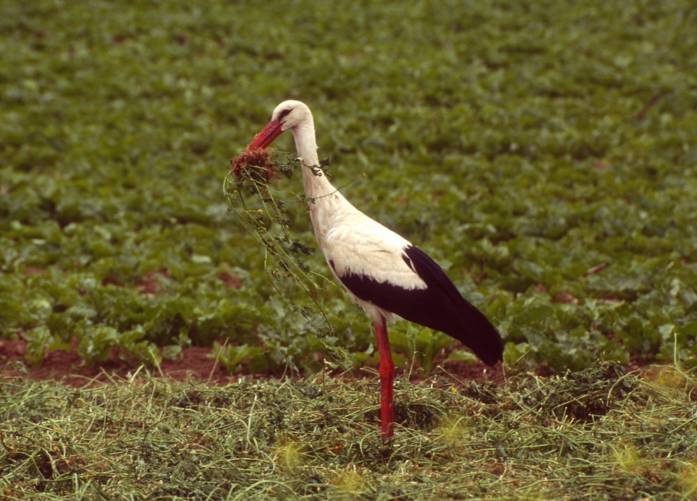 White Stork - Theodosis Mamais
