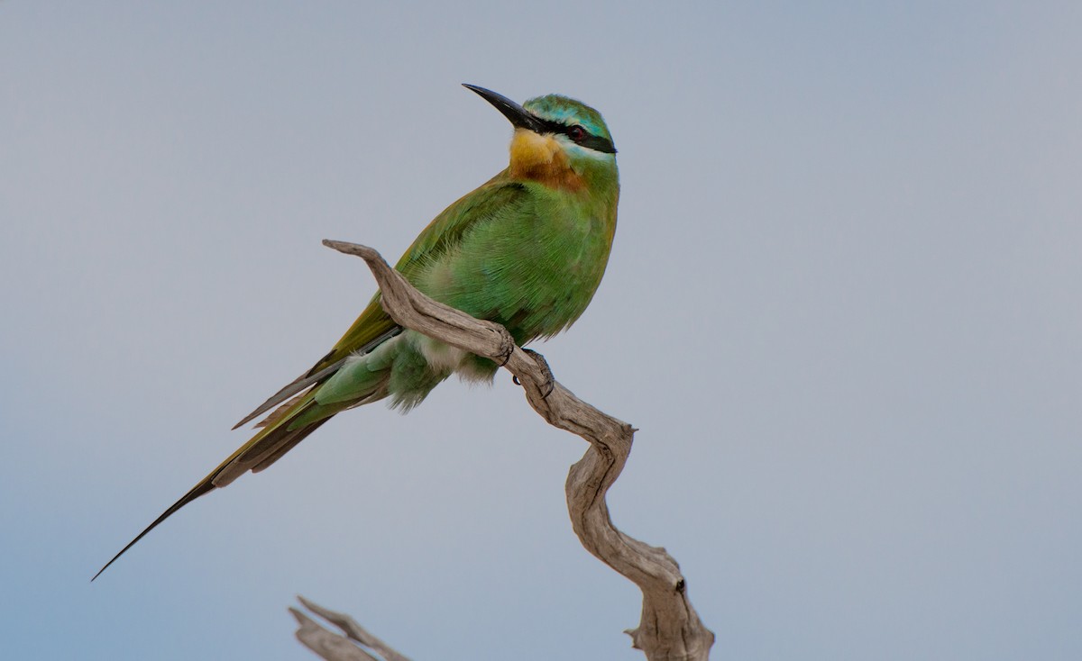Blue-cheeked Bee-eater - Eric van Poppel