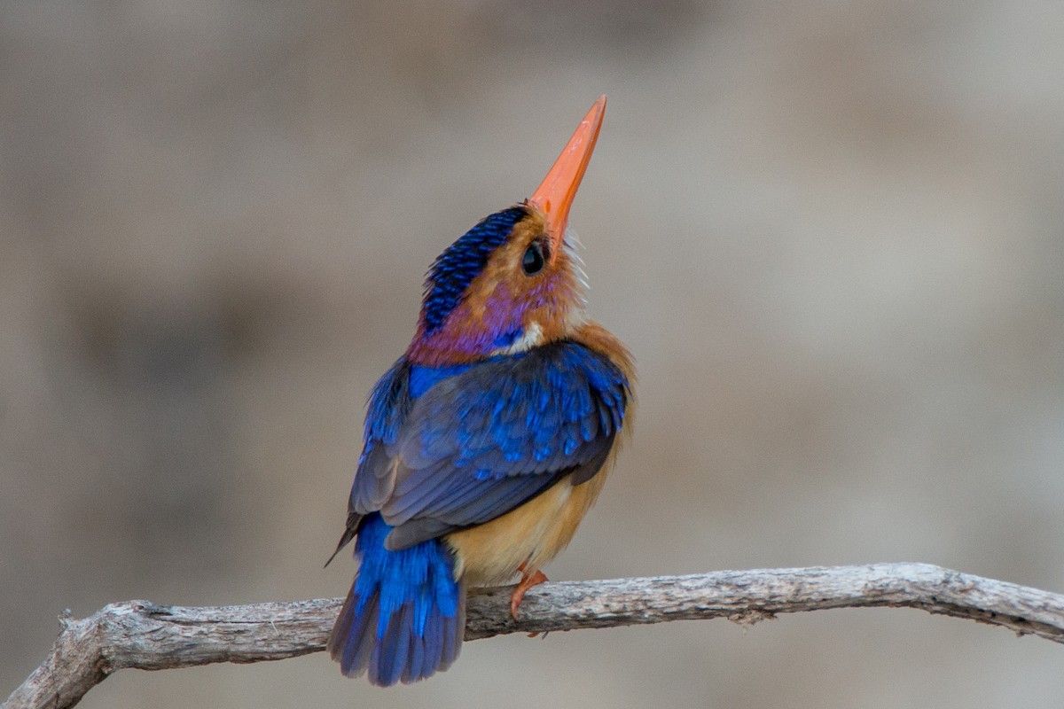 African Pygmy Kingfisher - Eric van Poppel