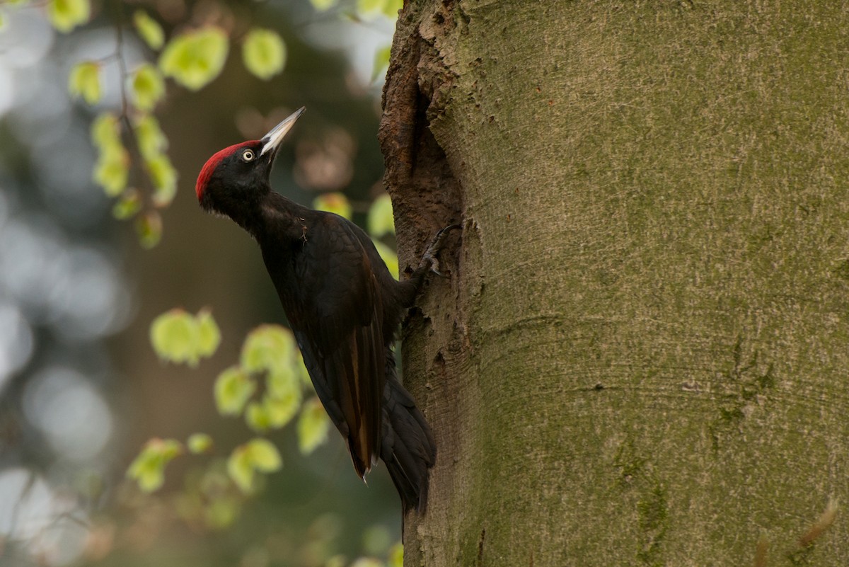 Black Woodpecker - Eric van Poppel