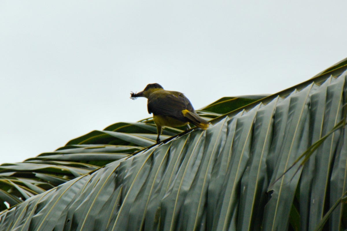 Black-naped Oriole (Sulawesi) - Anonymous