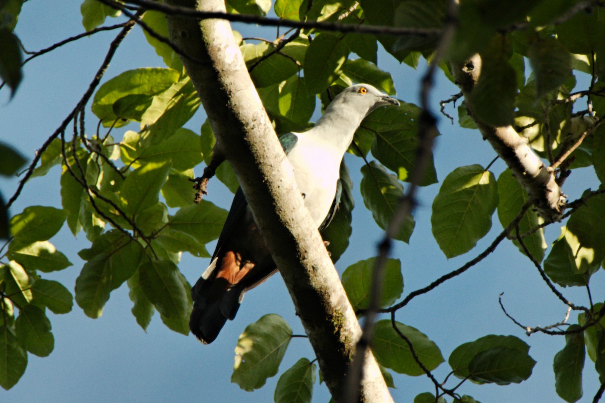 holub modroocasý - ML204549971