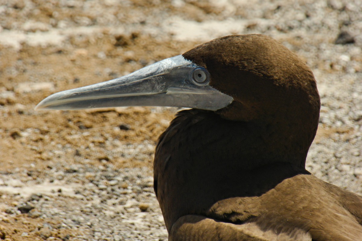 Brown Booby (Forster's) - Anonymous