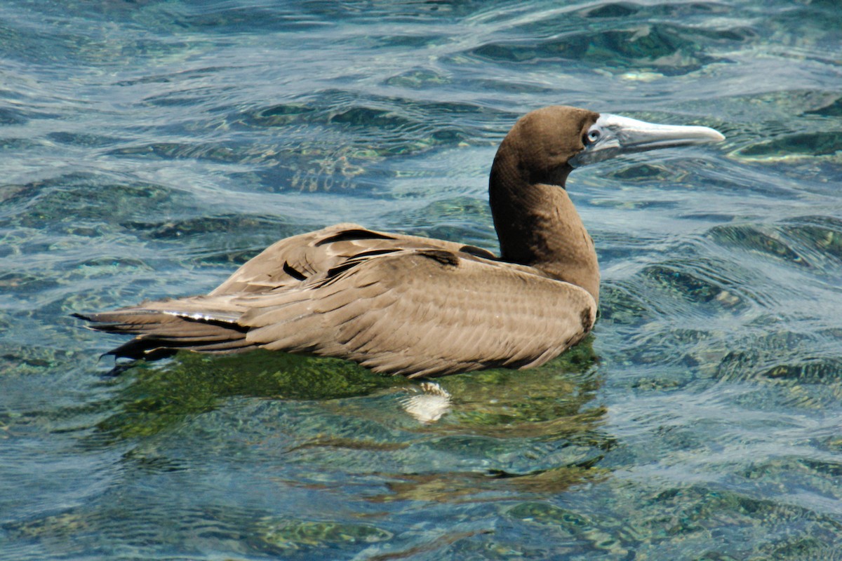 Brown Booby (Forster's) - Anonymous