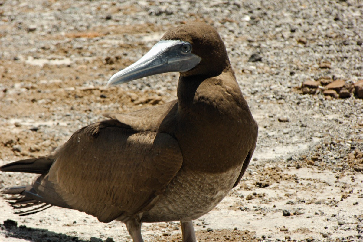 Brown Booby (Forster's) - ML204550021