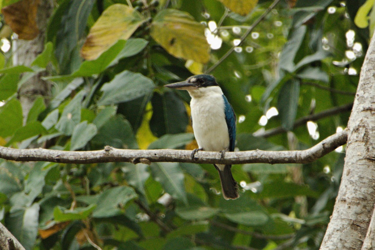 Collared Kingfisher (Collared) - Anonymous