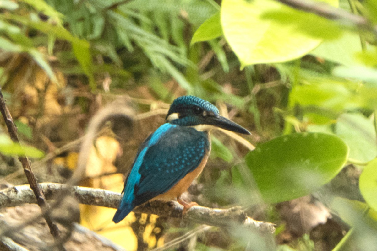 Common Kingfisher (Cobalt-eared) - ML204550111