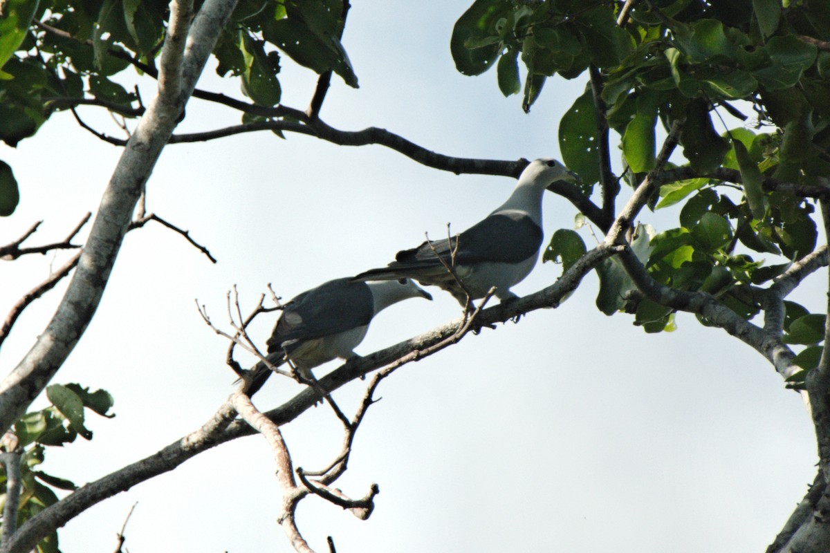 Gray Imperial-Pigeon - ML204550121