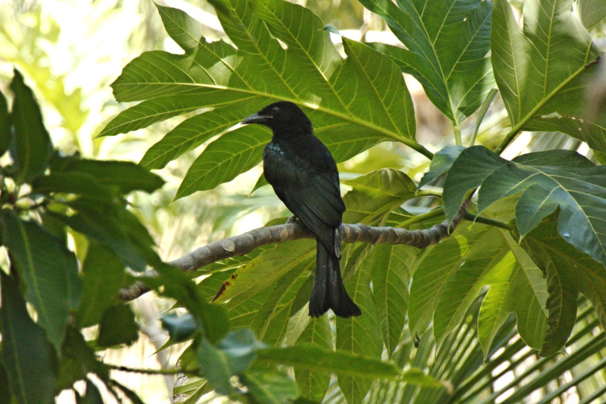 Hair-crested Drongo - ML204550181