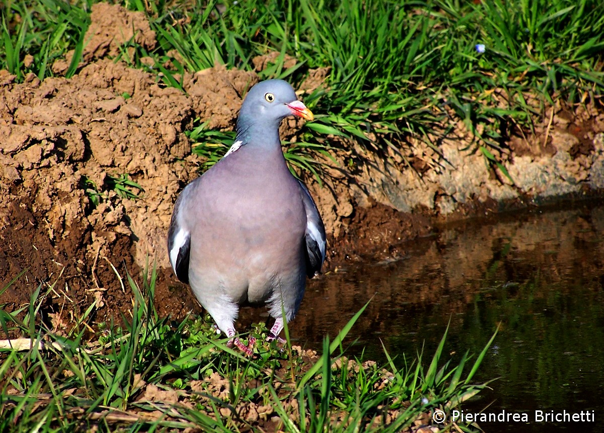 Common Wood-Pigeon (White-necked) - ML204551141