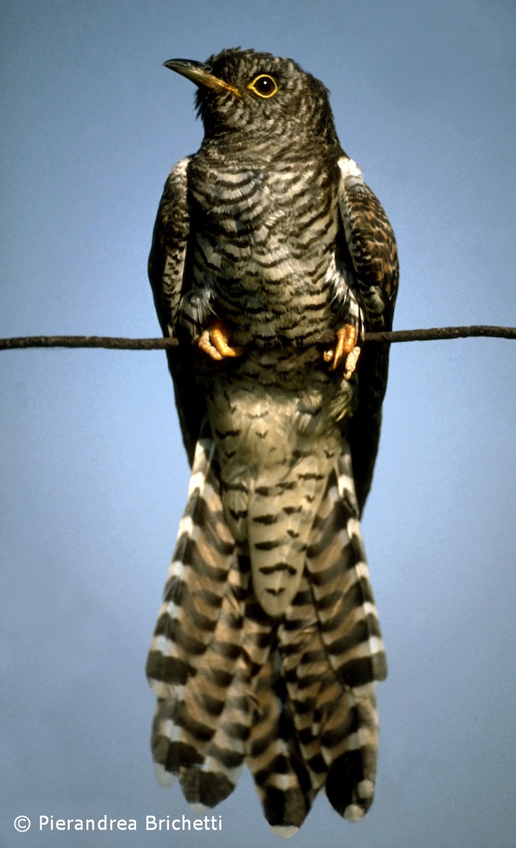 Common Cuckoo - Pierandrea Brichetti