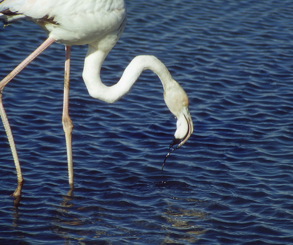 Greater Flamingo - Theodosis Mamais