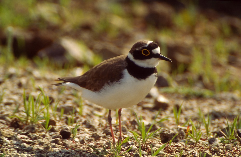 Little Ringed Plover - Theodosis Mamais