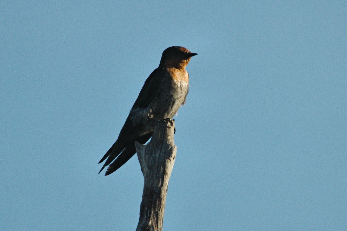 Pacific Swallow (Pacific) - ML204551961