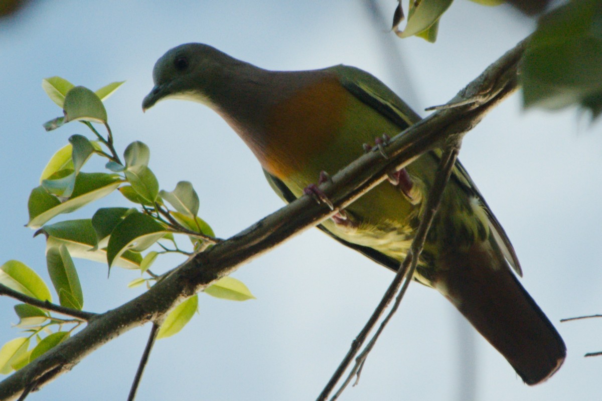 Pink-necked Green-Pigeon - Anonymous