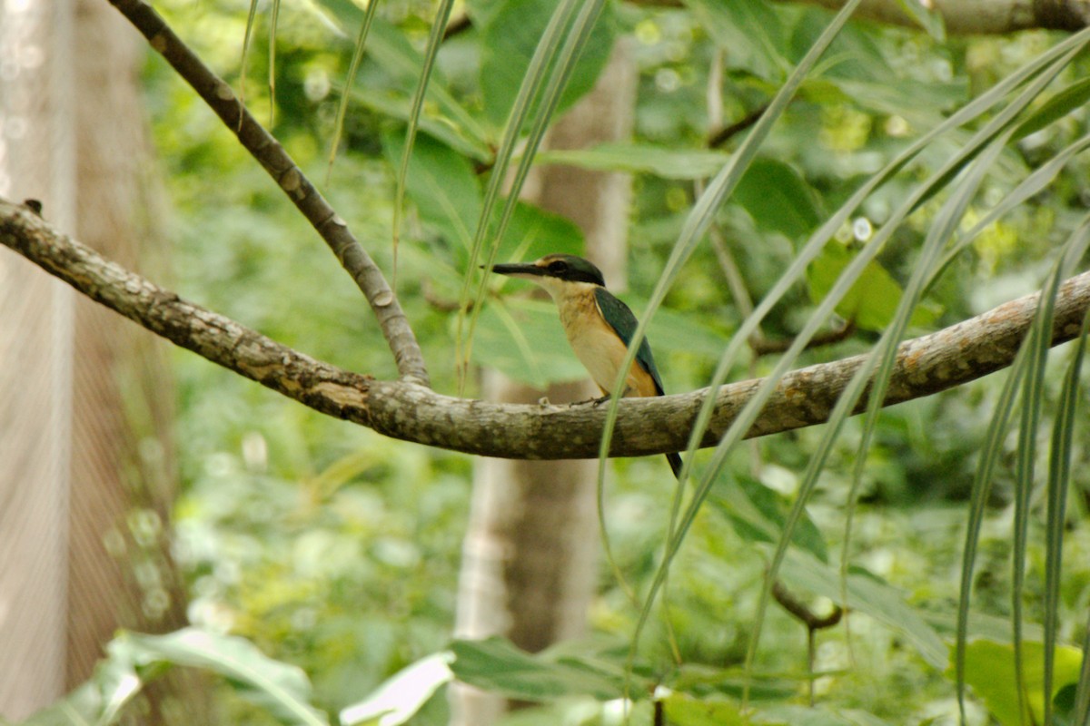 Sacred Kingfisher (Australasian) - ML204552091