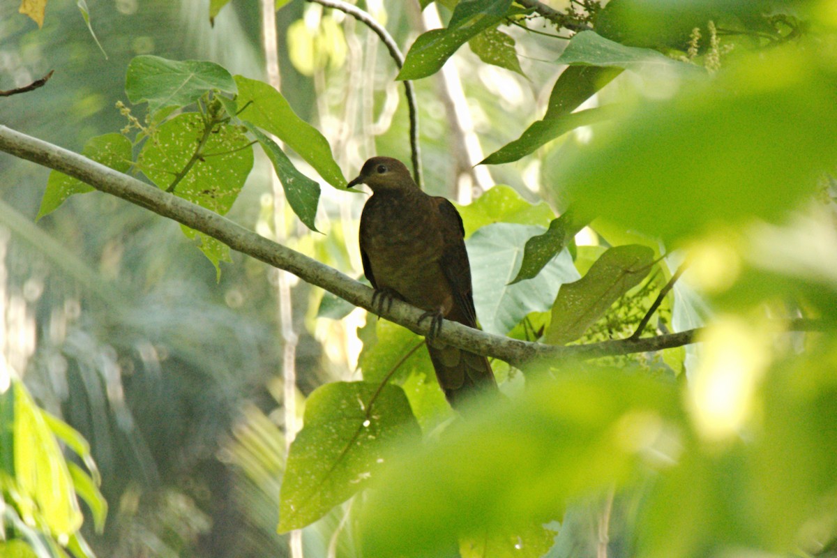 Sultan's Cuckoo-Dove (Sulawesi) - ML204552141