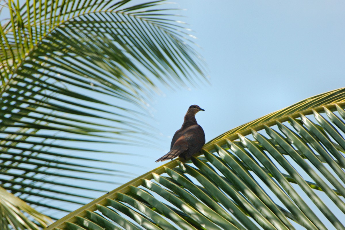 Sultan's Cuckoo-Dove (Sulawesi) - ML204552161