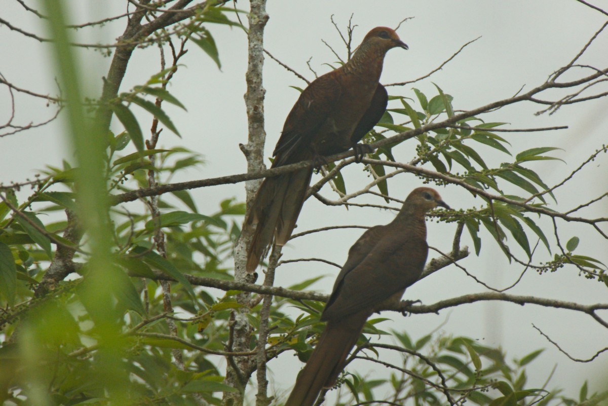 Sultan's Cuckoo-Dove (Sulawesi) - ML204552181