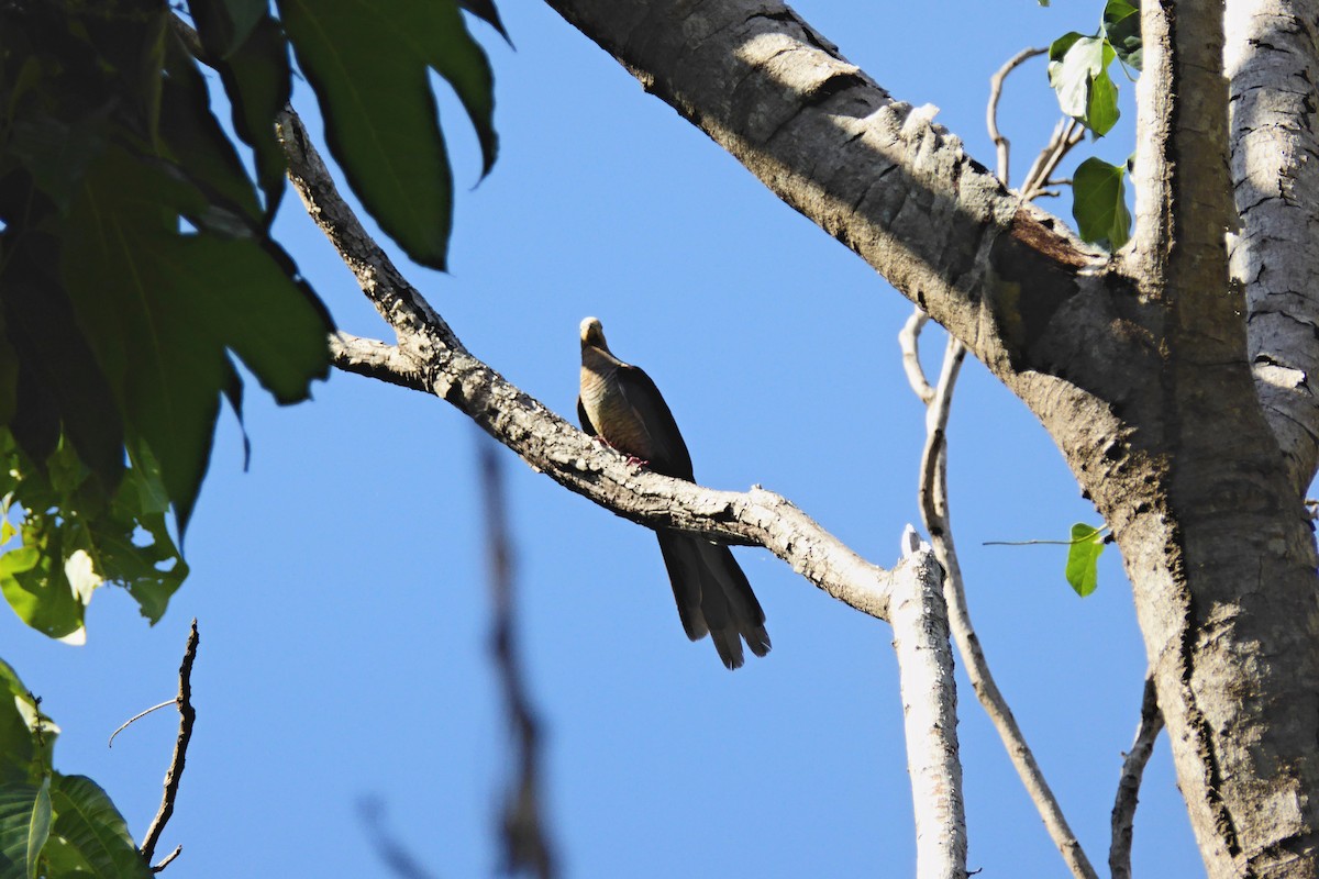 Sultan's Cuckoo-Dove (Sulawesi) - ML204552191