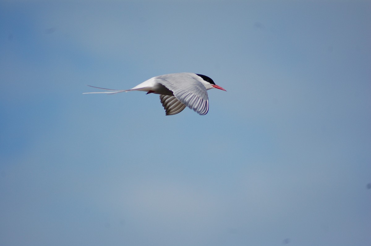 Arctic Tern - guido cozzi