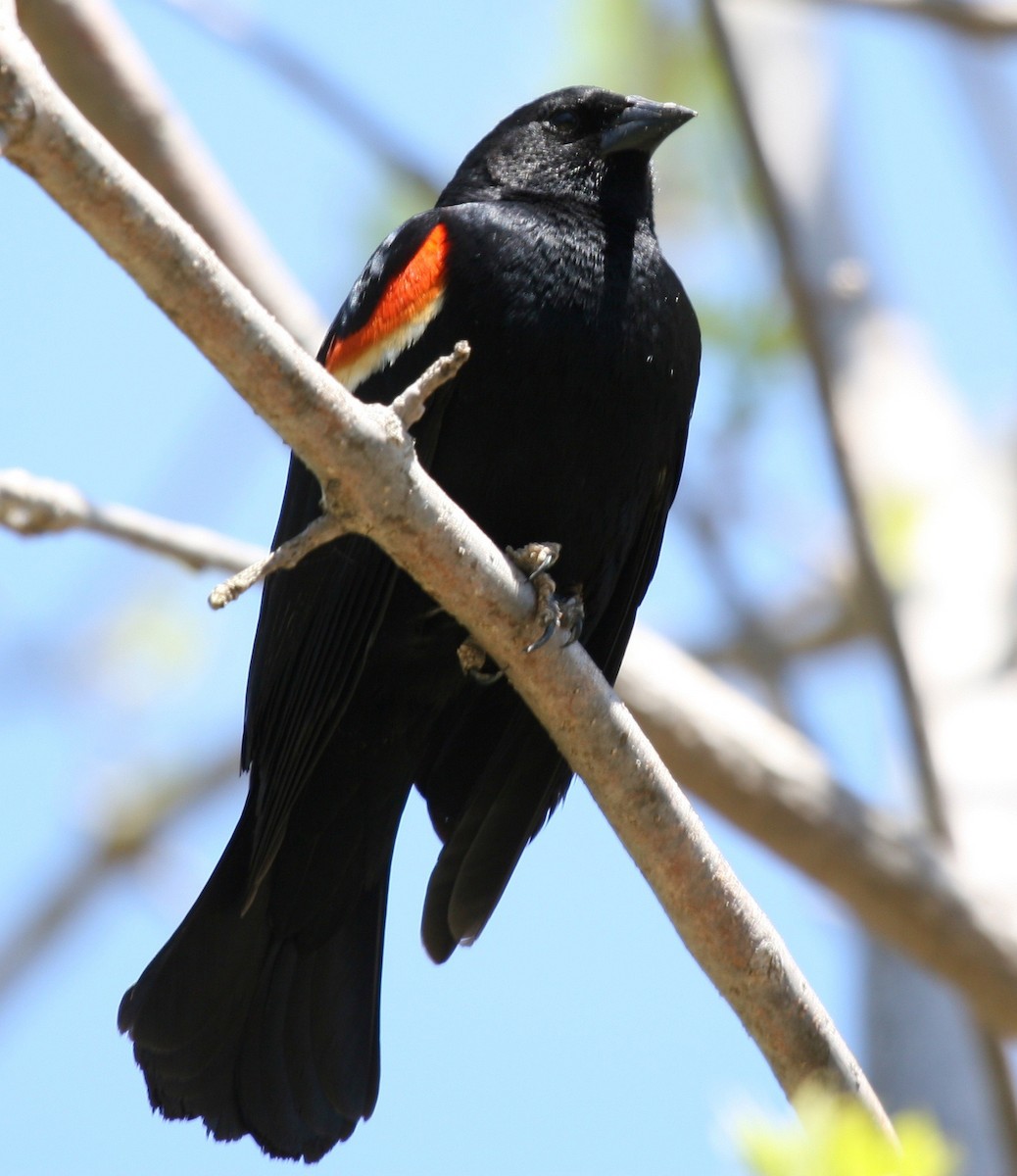 Red-winged Blackbird - Greg Hine