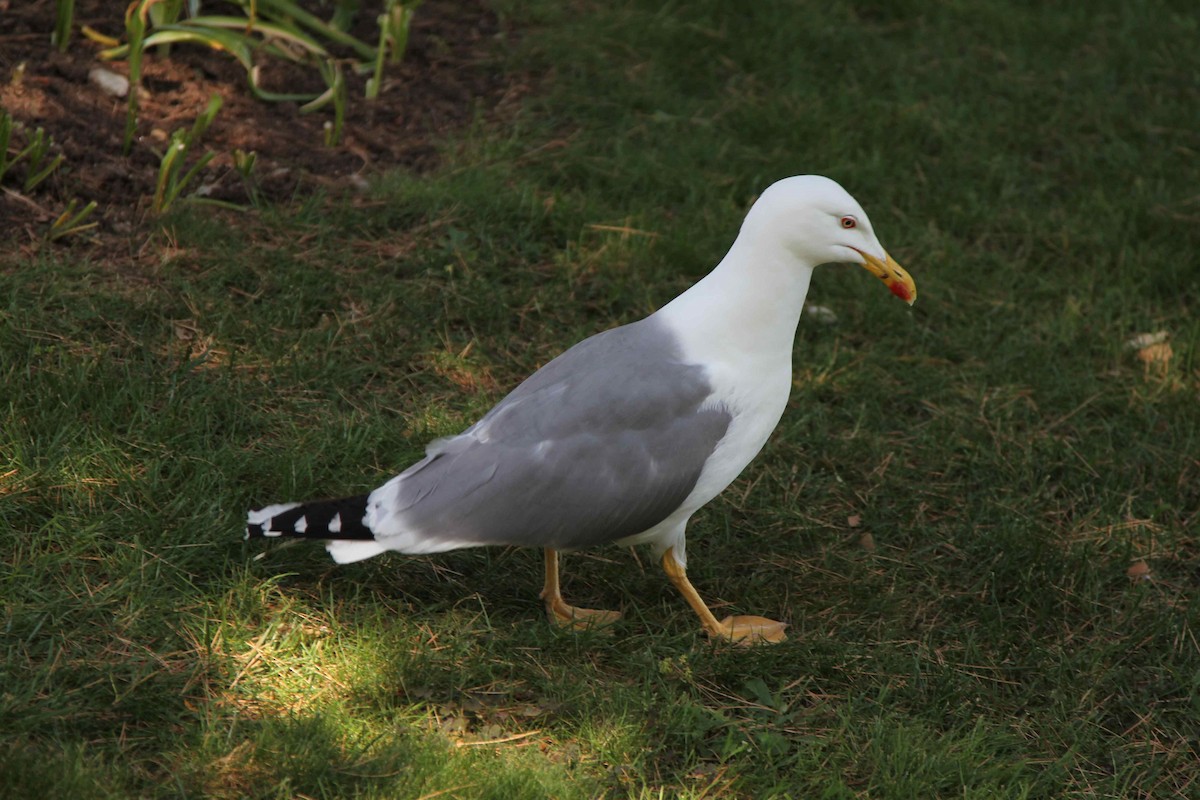 Yellow-legged Gull (michahellis) - ML204552351