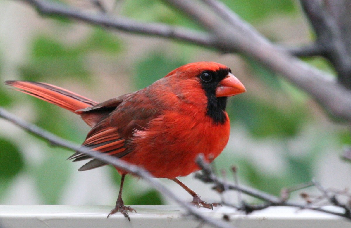 Northern Cardinal - Greg Hine